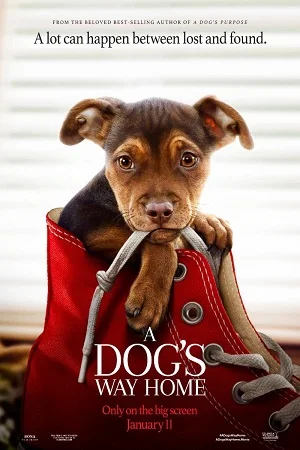 Download A Dog’s Way Home (2019) Dual Audio {Hindi-English} 480p [350MB] | 720p [1GB] | 1080p [2.3GB] –