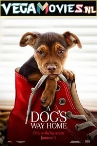 Download A Dogs Way Home (2019) Dual Audio {Hindi-English} 480p [300MB] | 720p [800MB] | 1080p [2GB] –